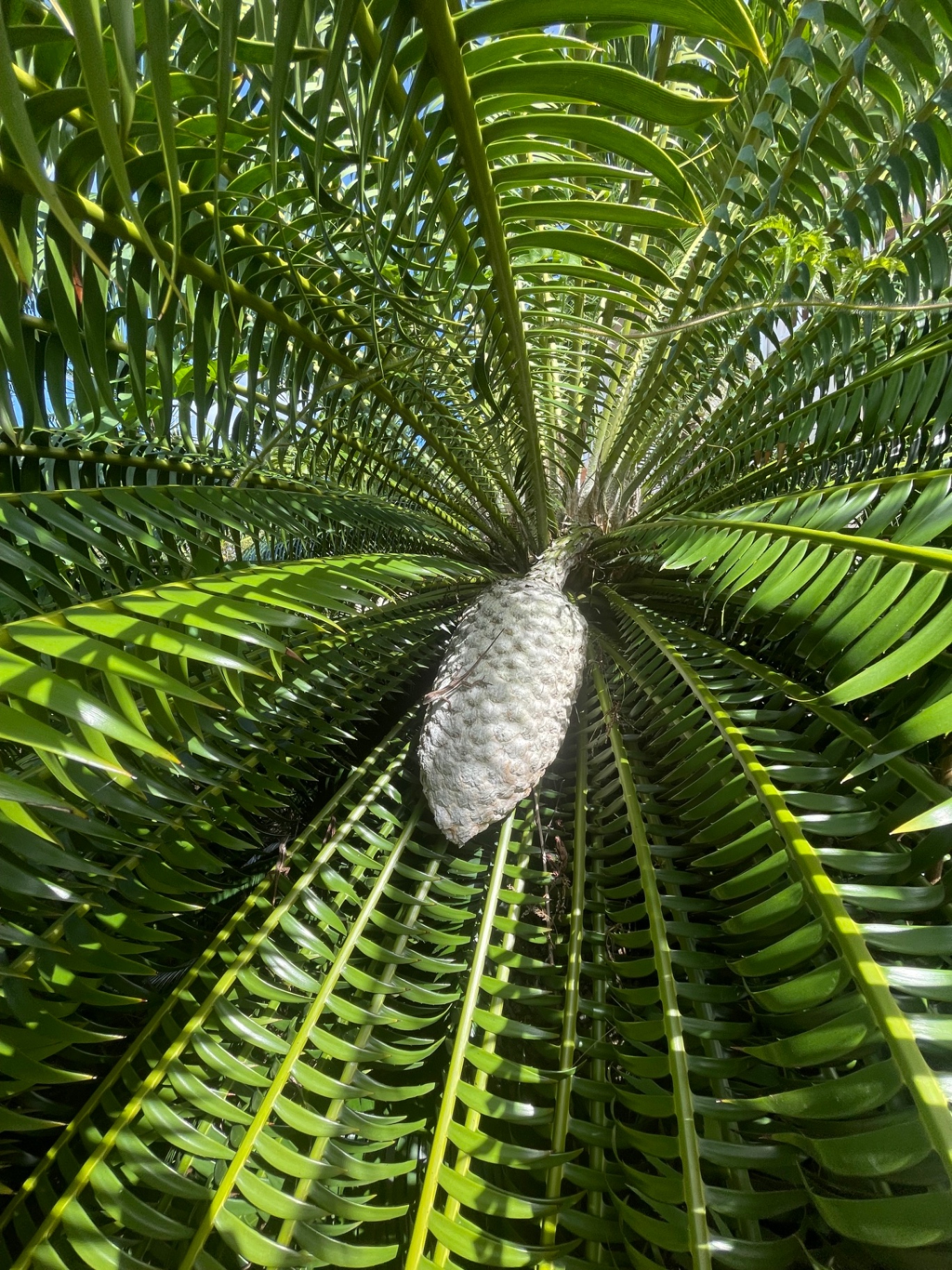 Cycas spécimen · Plantation mature