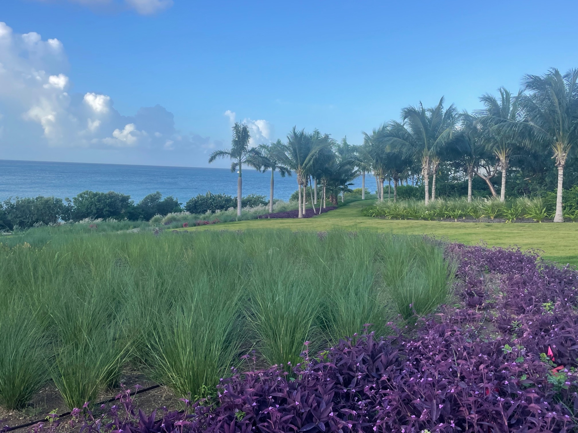 Allée en bord de mer · Graminées & massifs de tradescantia