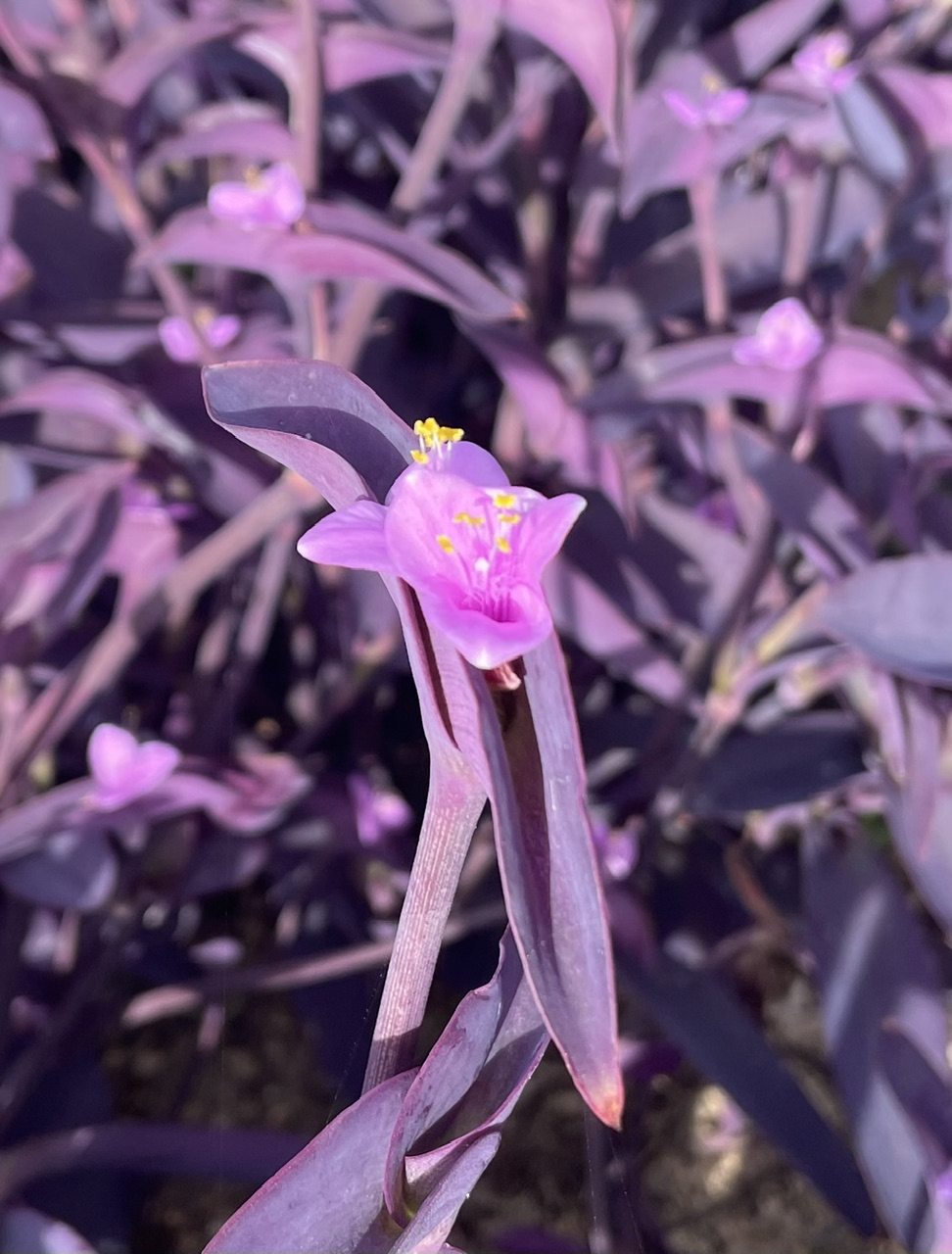 Tradescantia pallida · Couvre-sol